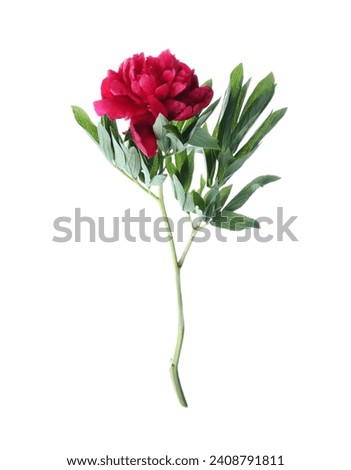 Beautiful red peony with leaves isolated on white
