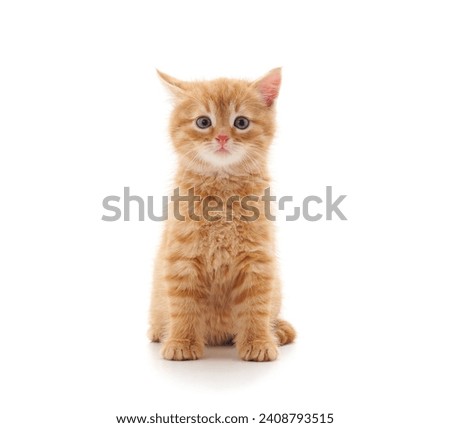 One little red kitten sitting isolated on a white background.