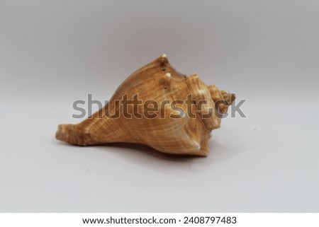 Some pictures of two types seashell