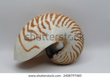 Some pictures of two types seashell