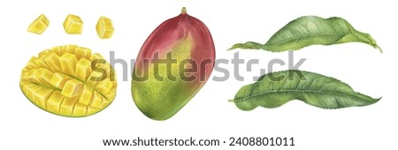 Mango set. Watercolor botanical illustration. Hand drawn clip art on isolated white background. Tropical exotic Fruit painting. Drawing of sweet summer food and green leaves