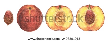 Nectarine Fruit set. Watercolor illustration of Peach whole and half. Hand drawn clip art on isolated white background. Painting of healthy sweet food. Plant botanical drawing