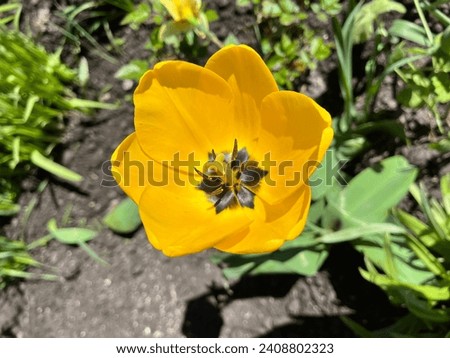 Macro photo  nature blooming yellow tulip. Stock photo flowers yellow tulip
