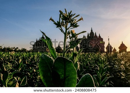 Flower From Afternoon Sunset on Plaosan Temple View From Nicotiana Tabacum Tobacco Field Clear Sky at Klaten Central Java Indonesia