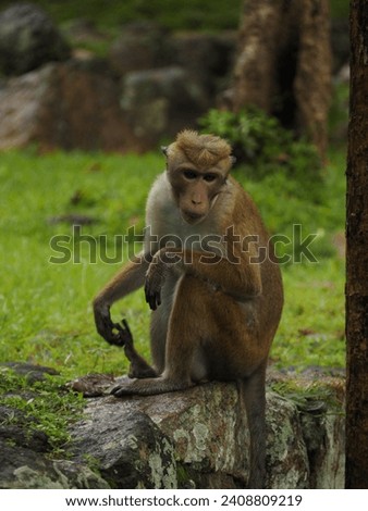 wild monkeys in sri lanka