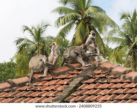 wild monkeys in sri lanka