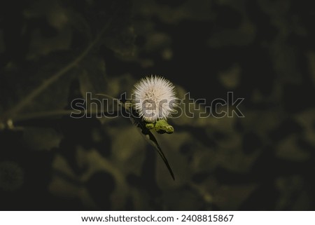 Muzaffarpur, Bihar - September 28th 2021 - Picture of a Common Dandelion Flower.