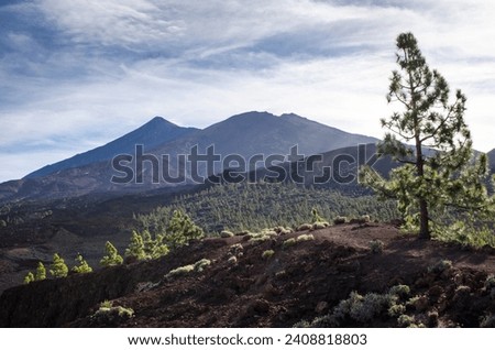 A view of pine wood  from Observation deck on TF-38, 
Tiede National Park, Tenerife, Canary Islands, Spain