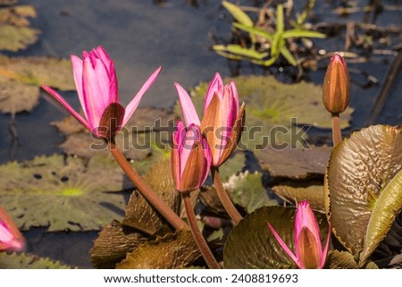Close up beautiful water lily bloom in pond, nature background, lotus