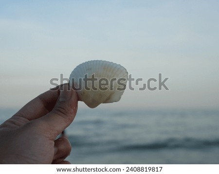  Picture of seashells, Picture of seashells on the beach, Pictures of shells and the sea 1