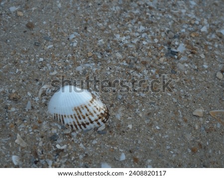 Picture of seashells, Picture of seashells on the beach, Pictures of shells and the sea 2