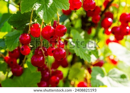 Red currant berries grow in sunny garden. Red currants plantation in summer field. Red currant berries in sunny garden. Royalty-Free Stock Photo #2408821193