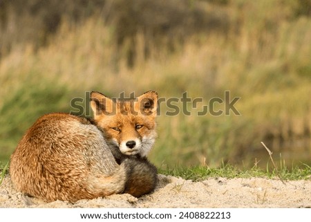 Red Fox Lying on the Sand in A Nature Background in A National Park 