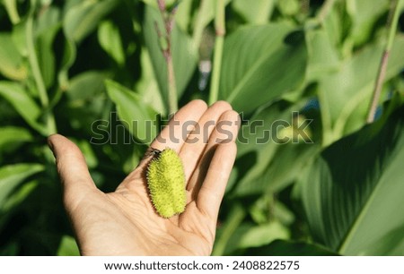 Canna lily seeds in hand of gardener in front of defocused plant background. Green and dry seed pot stages with  pile of black seeds harvested from fall garden. Lucifer Canna Lily. Selective focus.