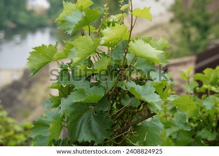 Grape branches and tendrils with leaves at vineyard