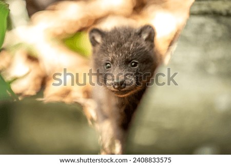 A baby raccoon dog I met in Kushiro Marsh, Hokkaido
