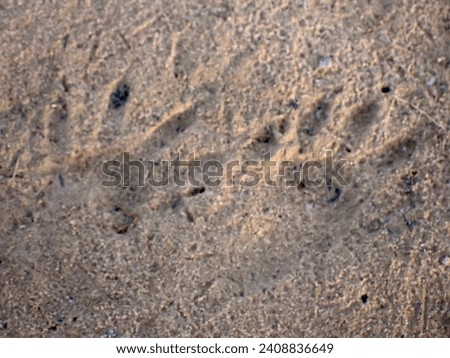 Possum footprint in the sand