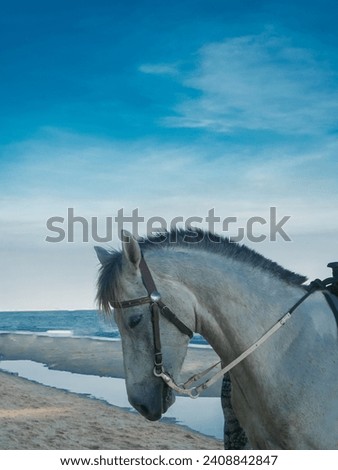 Picture of a horse. Picture of a horse on the beach. Picture of a horse on the seashore