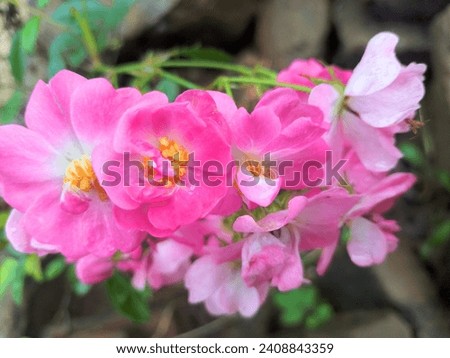 pink rose flowers in the garden 