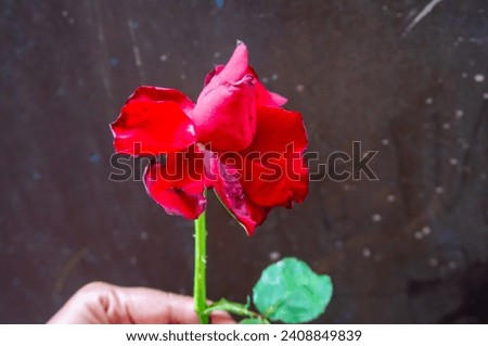a sprig of wilted red roses on a dark background
