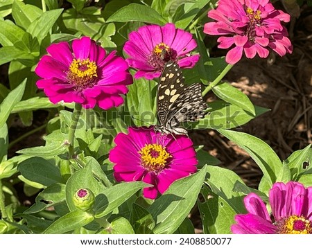Butterflies fly around beautiful flowers in the garden.
