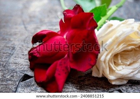 two wilted red and white roses against a cracked wall in the background