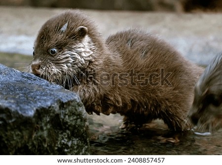 The Asian small-clawed otter, also known as the oriental small-clawed otter and the small-clawed otter, is an otter species native to South and Southeast Asia Royalty-Free Stock Photo #2408857457