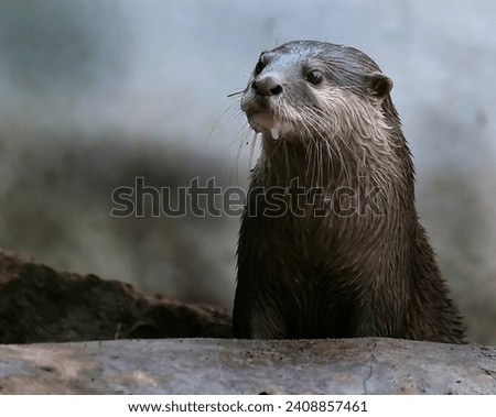 The Asian small-clawed otter, also known as the oriental small-clawed otter and the small-clawed otter, is an otter species native to South and Southeast Asia Royalty-Free Stock Photo #2408857461