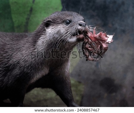 The Asian small-clawed otter, also known as the oriental small-clawed otter and the small-clawed otter, is an otter species native to South and Southeast Asia Royalty-Free Stock Photo #2408857467