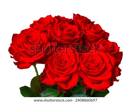 Natural red rose flowers isolated on white background, close up.