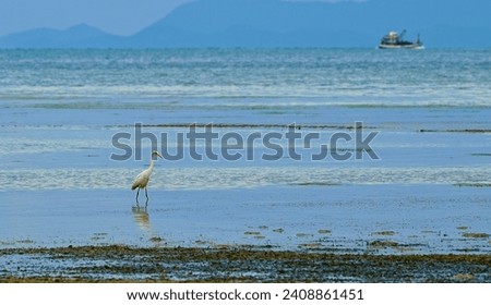 A colorful bird photography on a white heron standing,Looking for fish