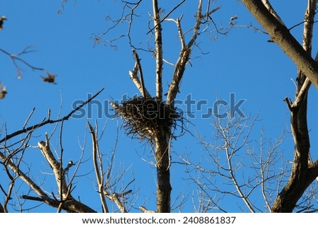 A nest on a tree