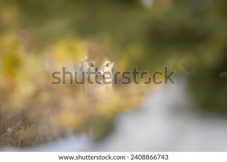 Spotted through the branches. A female White-Tailed Deer (Odocoileus virginianus) makes eye contact through thick green brush. Sunlight filters though as the peeking Cervid notices another presence  Royalty-Free Stock Photo #2408866743
