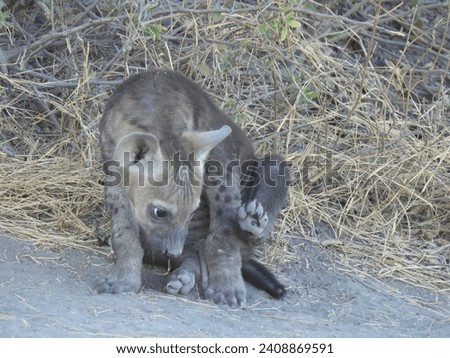 Hyena Clan in their den with pups