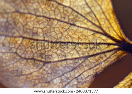 macro photography of a leaf structure. Close-up of beautiful autumn yellowing leaves. Macro photography