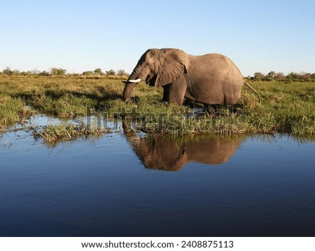 An Elephantin the Okavango Delta Botswana