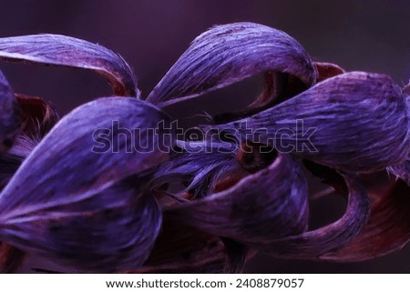 Macro photography of purple flowers blooming in spring. Plant seeds macro.