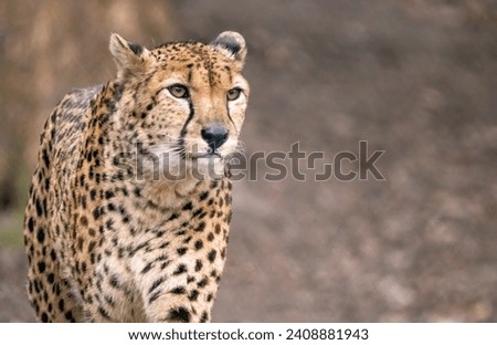 A Cheetah strolling around in autumn