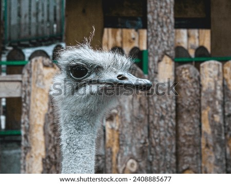 Portrait of an ostrich. Head of emu. (Struthio camelus) is one of large flightless birds native to Africa. Close-up, selective focus.