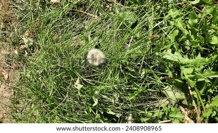 This is a picture of a dandelion