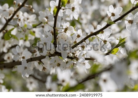 white cherry blossoms in the spring season, beautiful cherry tree in the orchard during flowering