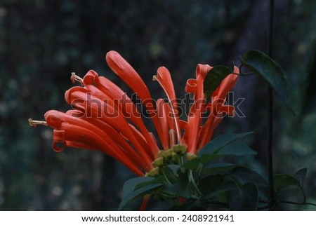 macro photo of red trumpet flower