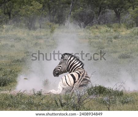 Zebra in a cloud of dust
