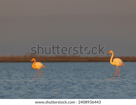 Flamingo in Parc Naturel regional de Camargue, Provence, France Royalty-Free Stock Photo #2408936443