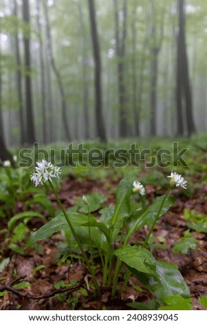 Spring beech forest in White Carpathians, Southern Moravia, Czech Republic Royalty-Free Stock Photo #2408939045