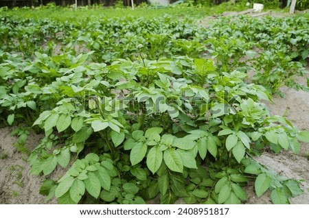 Juicy, bright, green young potato leaves.  Close-up of honeycomb potatoes on the ground.  Concept of agriculture, agriculture, seasonal work in the garden.