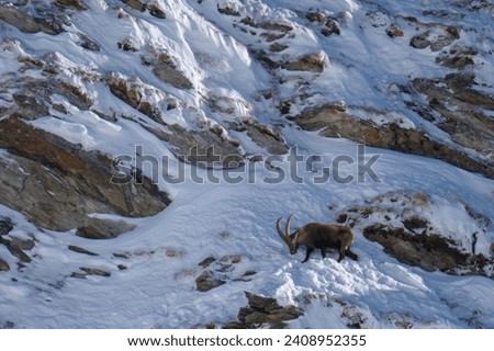 alpine ibex, capra ibex, in the snow capped rocks of the hohe tauern national park austria at a sunny winter day Royalty-Free Stock Photo #2408952355