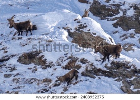 alpine ibex, capra ibex, in the snow capped rocks of the hohe tauern national park austria at a sunny winter day Royalty-Free Stock Photo #2408952375
