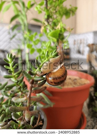 Terrestrial Snail Wonderland: A Fascinating Ecosystem Hosting Earthy Gastropods, Unveiling Biodiversity, Habitat Dynamics, and the Intricate Interplay of Soil-Dwelling Creatures Royalty-Free Stock Photo #2408952885