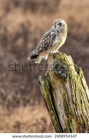 short-eared owl perching on a wooden pole, British Columbia, Canada
